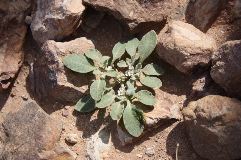 Anastatica hierochuntica photo 2
