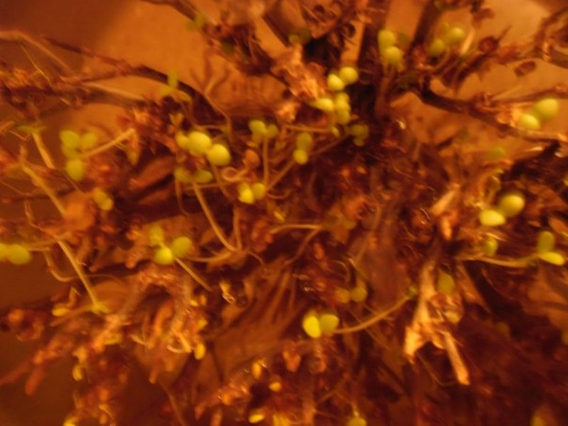 Anastatica hierochuntica photo 3