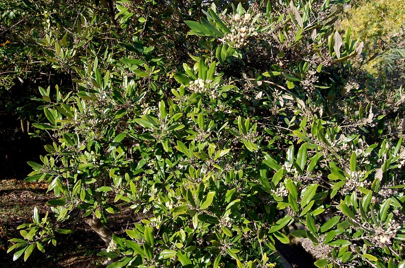Anastrabe integerrima