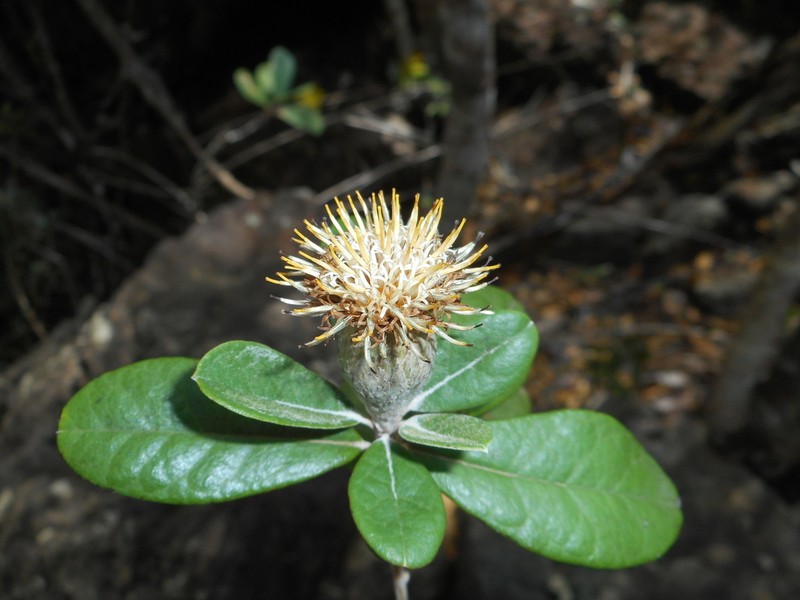 Anastraphia attenuata