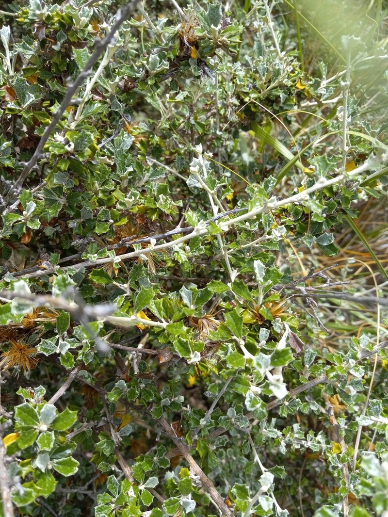 Anastraphia buchii