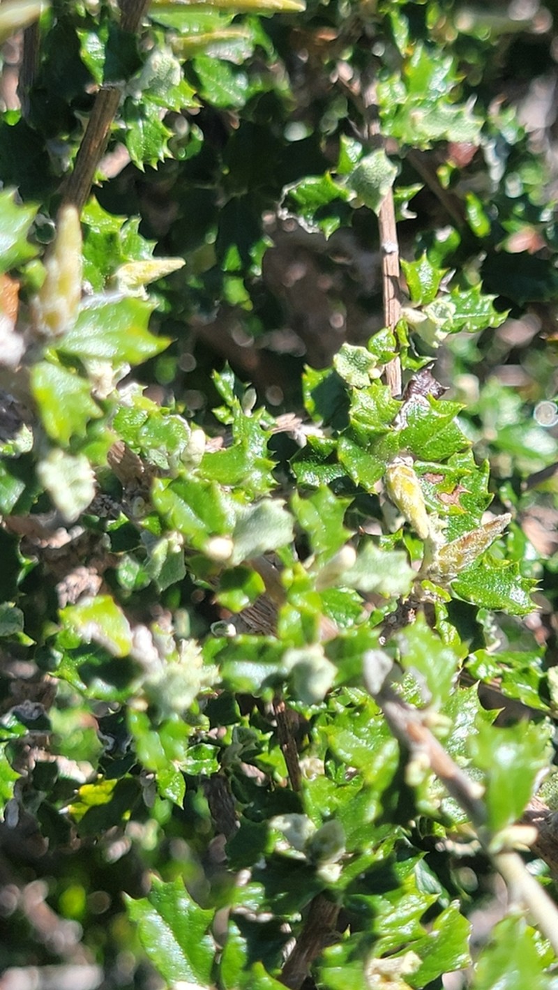 Anastraphia buchii photo 2