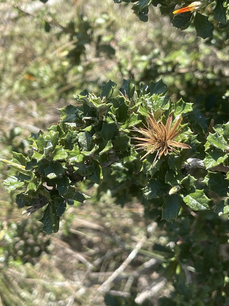 Anastraphia buchii photo 3