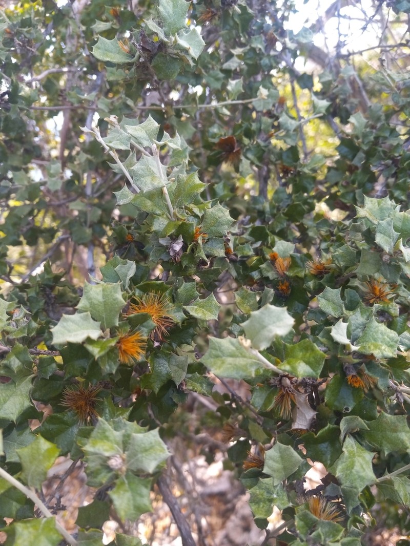 Anastraphia buchii photo 4