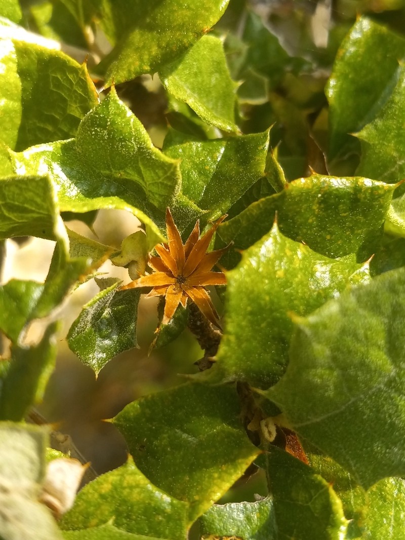 Anastraphia buchii photo 5