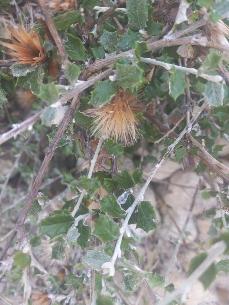 Anastraphia buchii photo 6