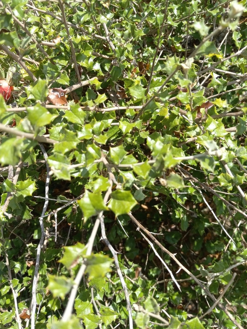 Anastraphia buchii photo 7