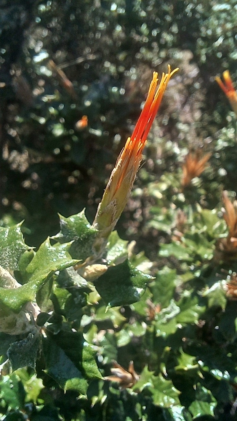 Anastraphia buchii photo 8