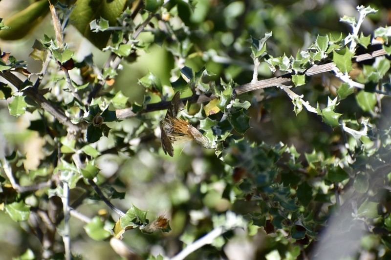 Anastraphia calcicola