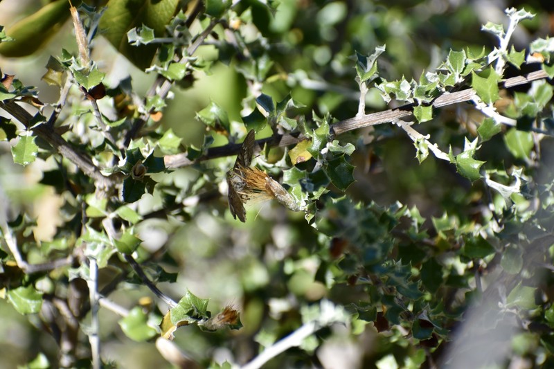 Anastraphia calcicola photo 2