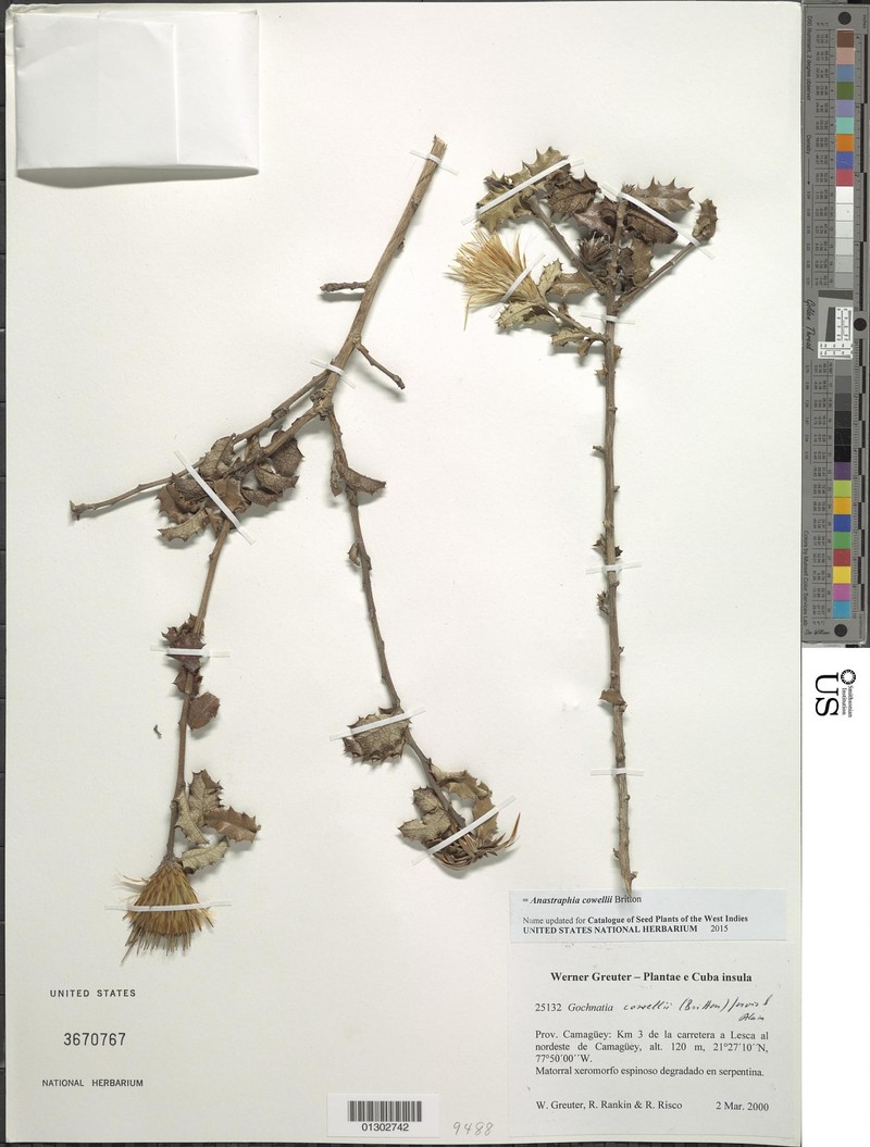 Anastraphia cowellii photo 2