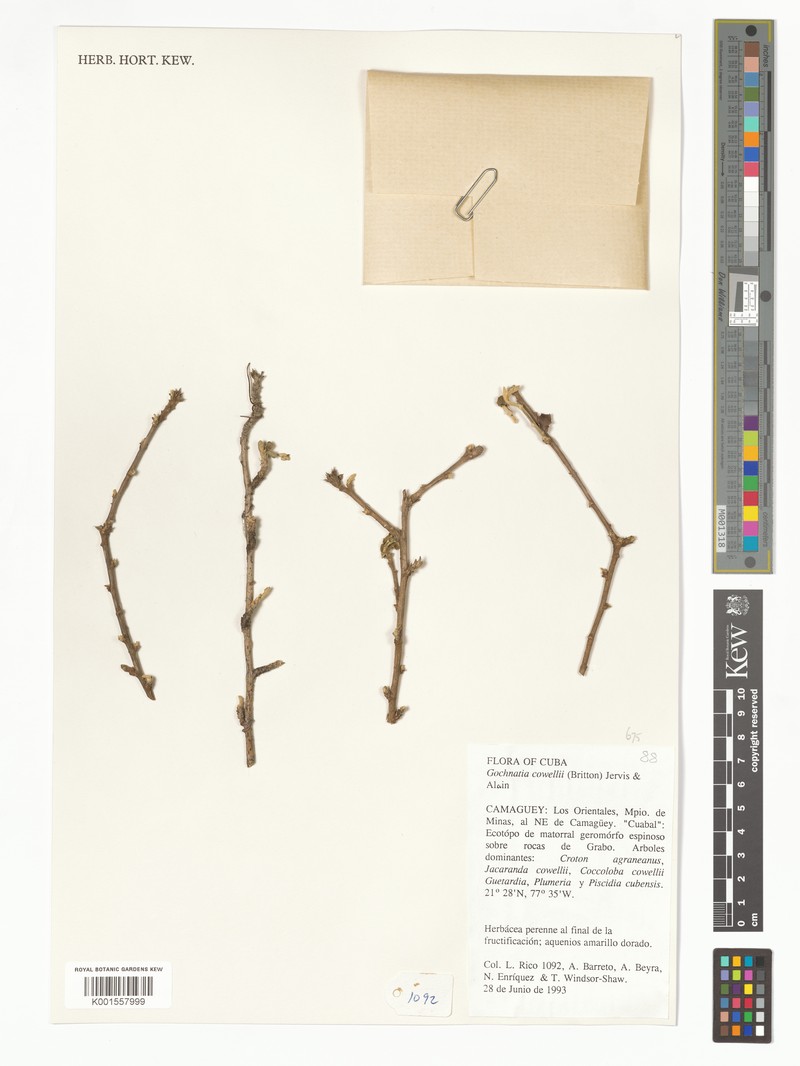 Anastraphia cowellii photo 3