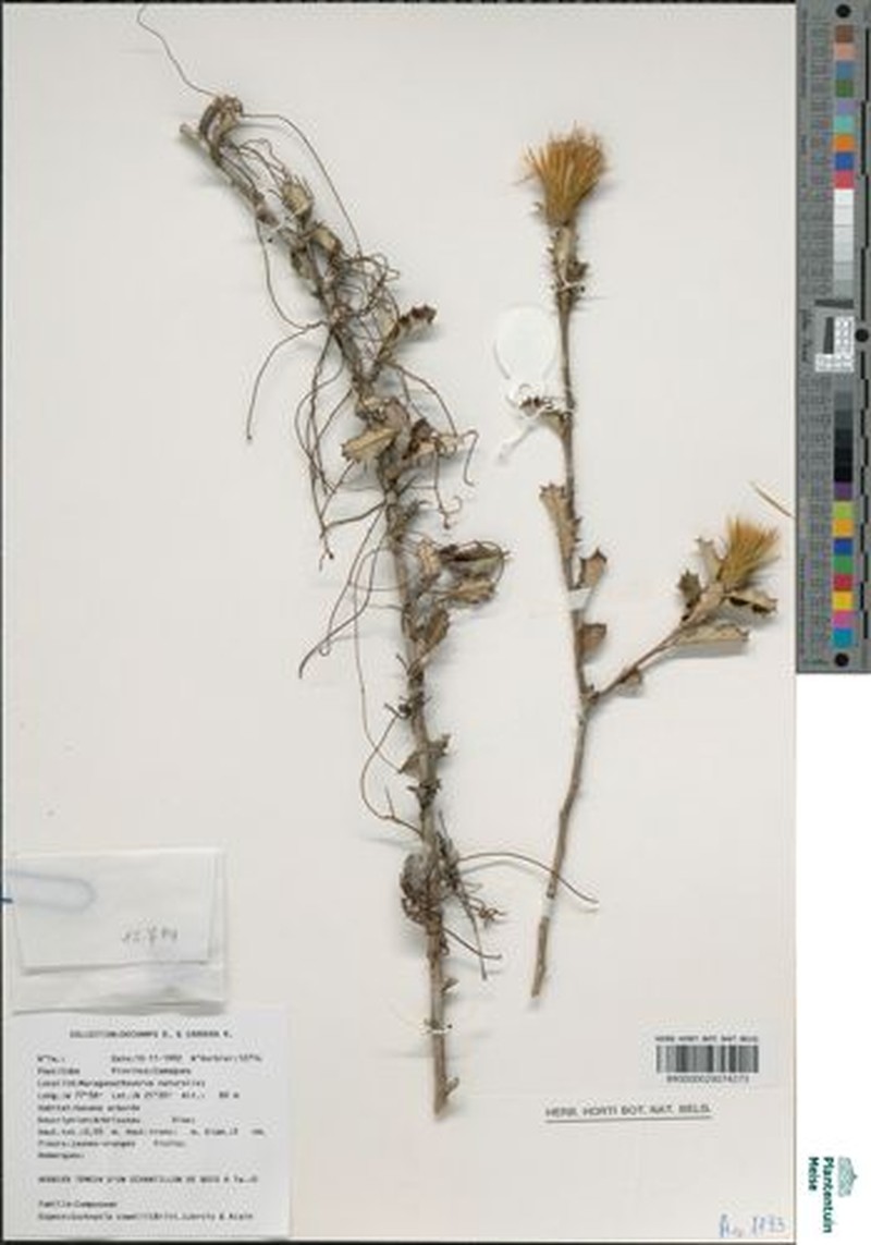Anastraphia cowellii
