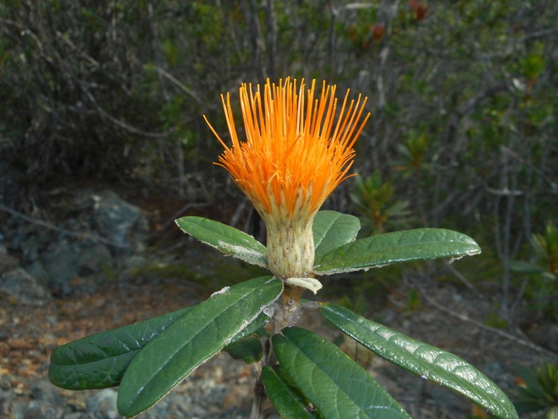 Anastraphia crassifolia