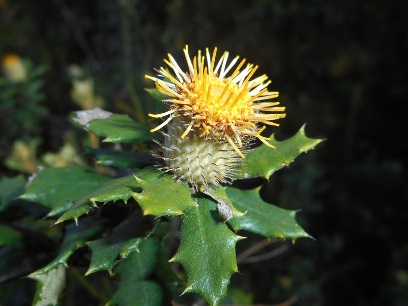 Anastraphia geigeliae photo 2
