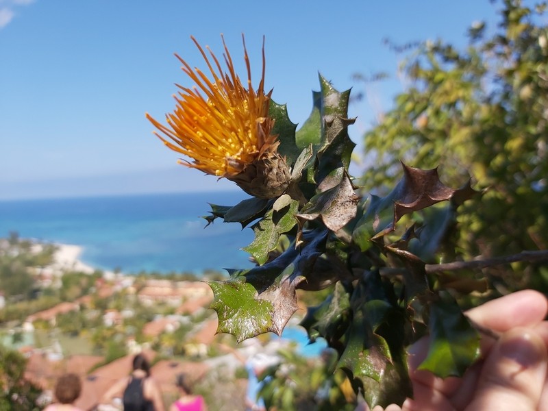 Anastraphia ilicifolia
