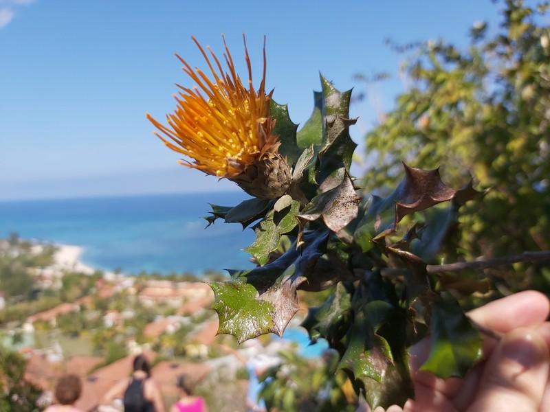 Anastraphia ilicifolia photo 2