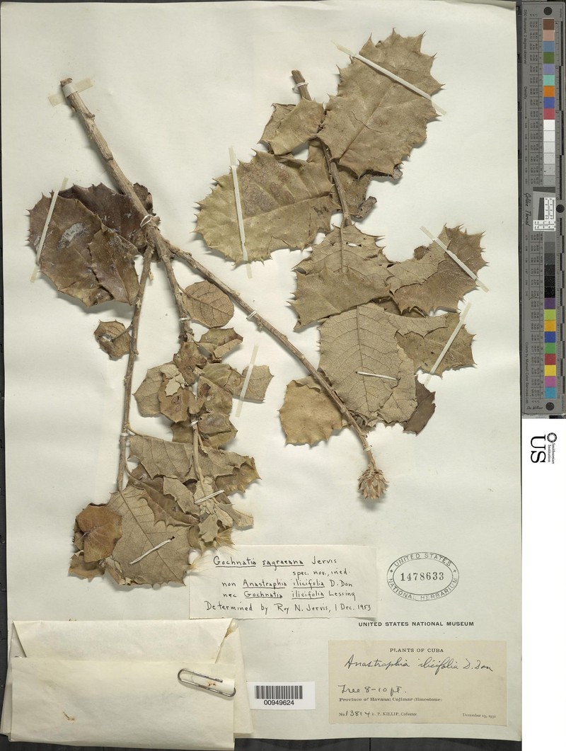 Anastraphia ilicifolia photo 3