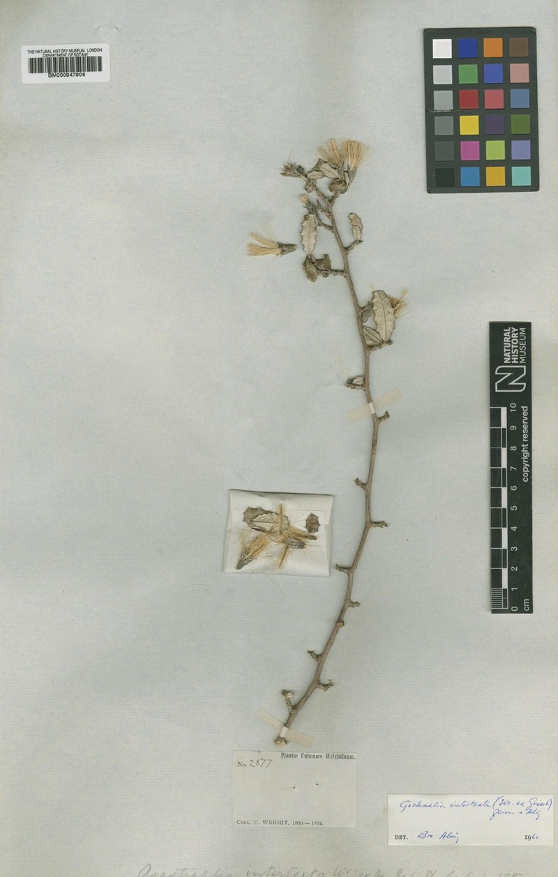 Anastraphia intertexta