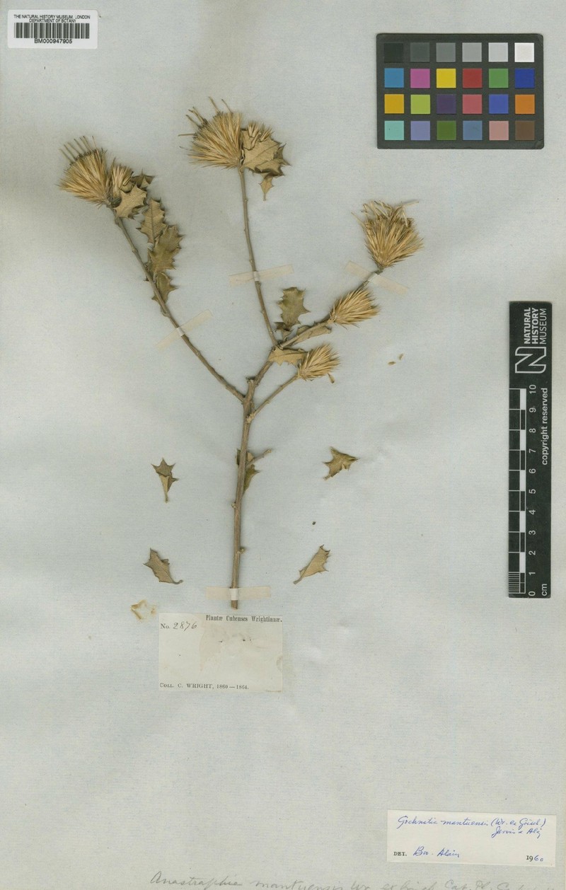 Anastraphia mantuensis