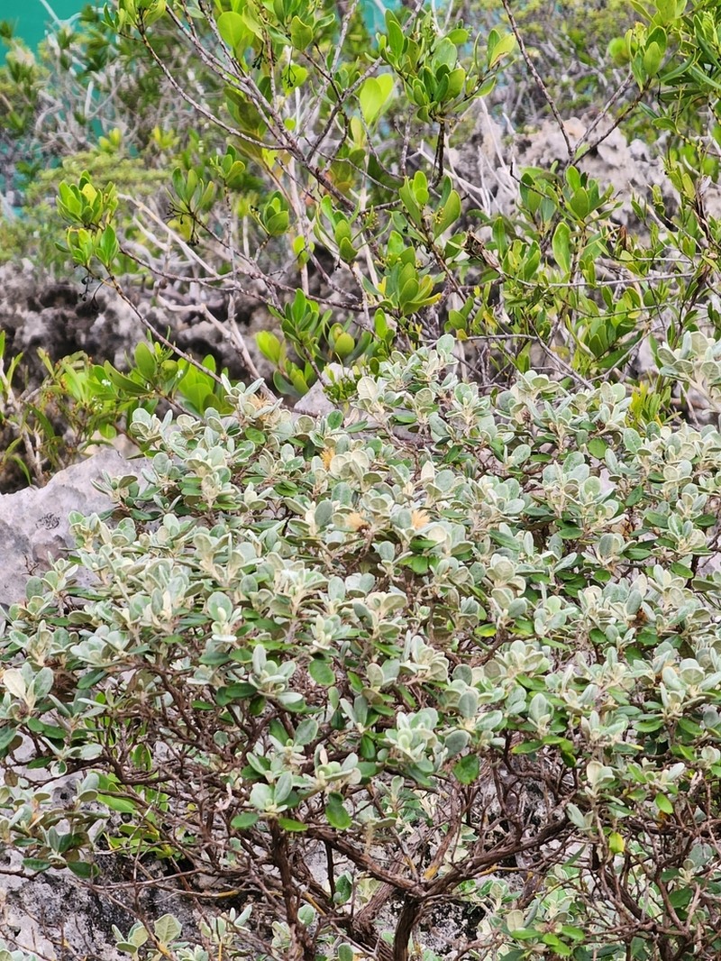 Anastraphia northropiana