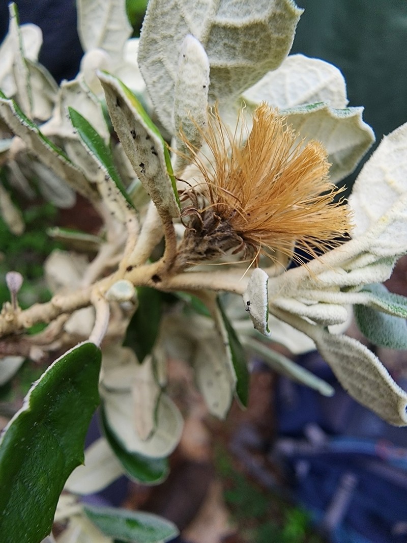 Anastraphia northropiana photo 5