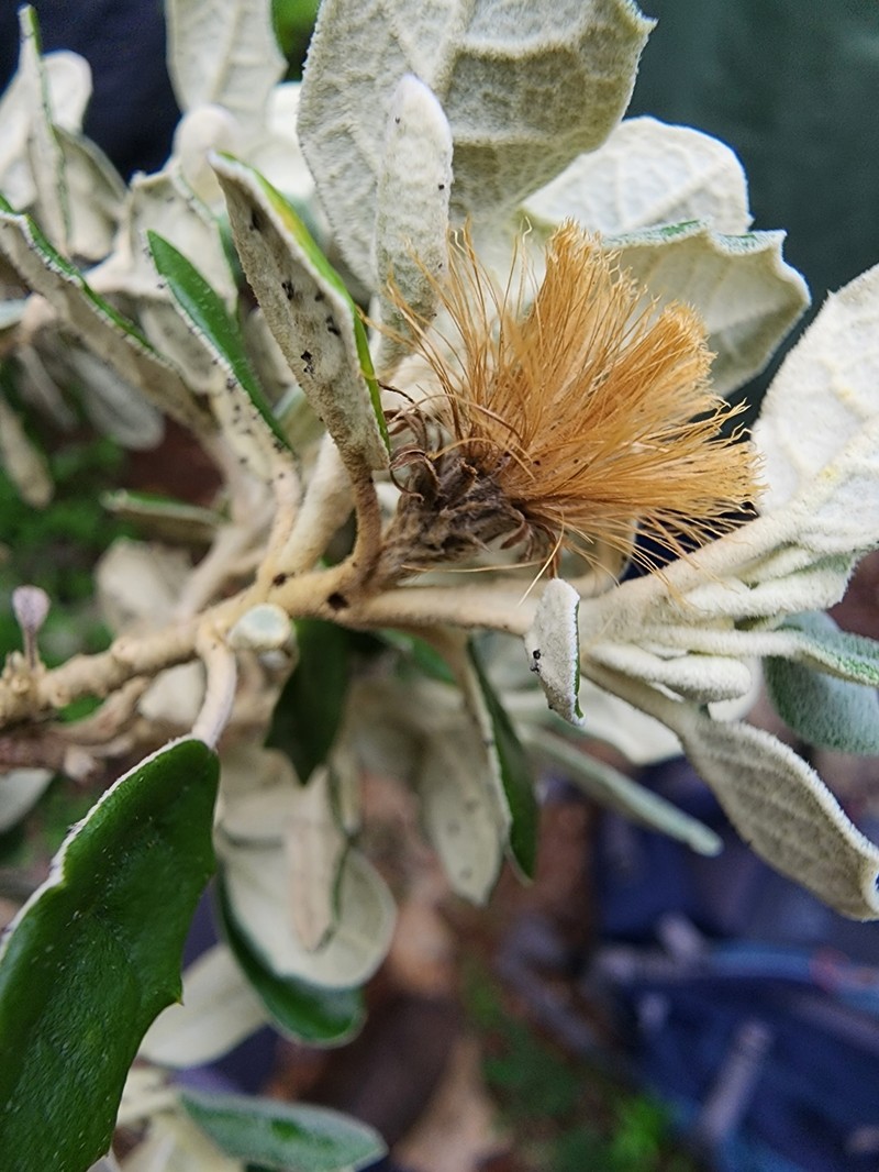 Anastraphia northropiana photo 6