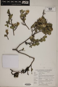 Anastraphia northropiana