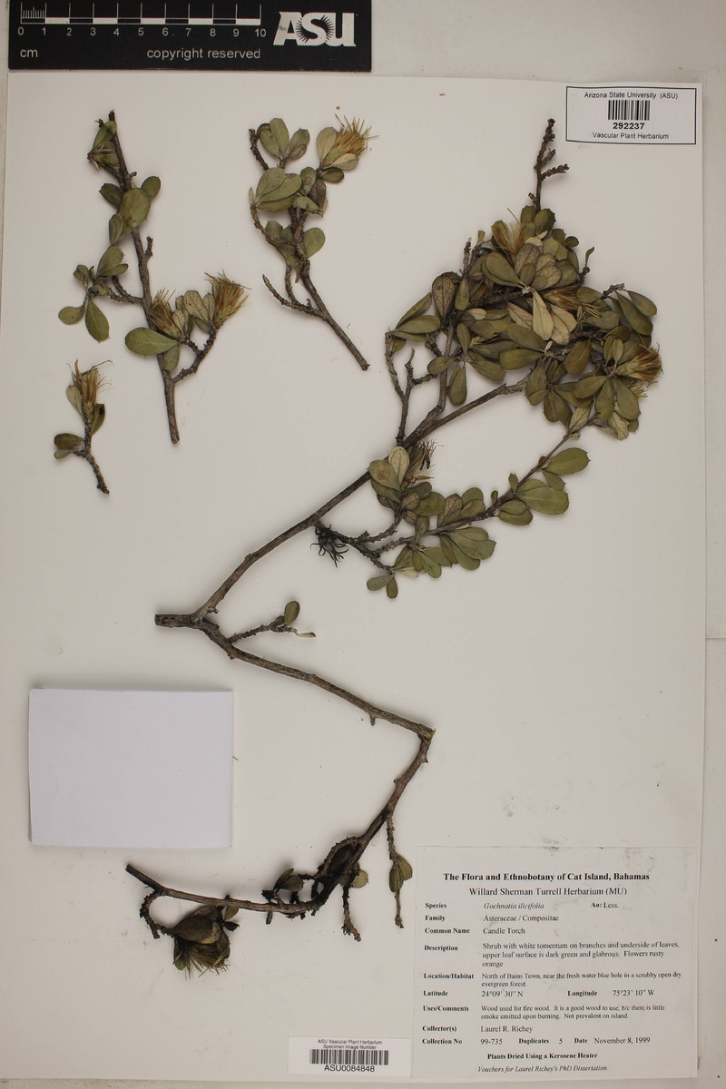Anastraphia northropiana