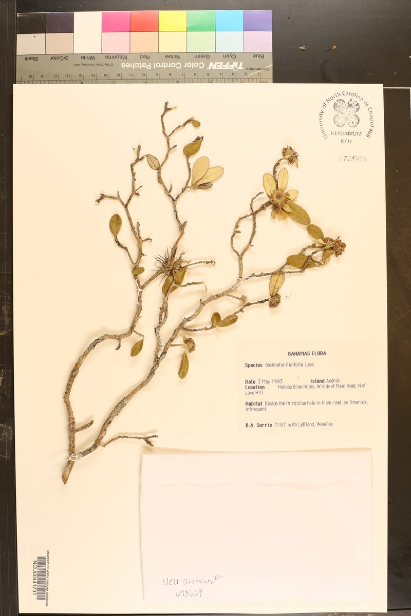 Anastraphia northropiana photo 2