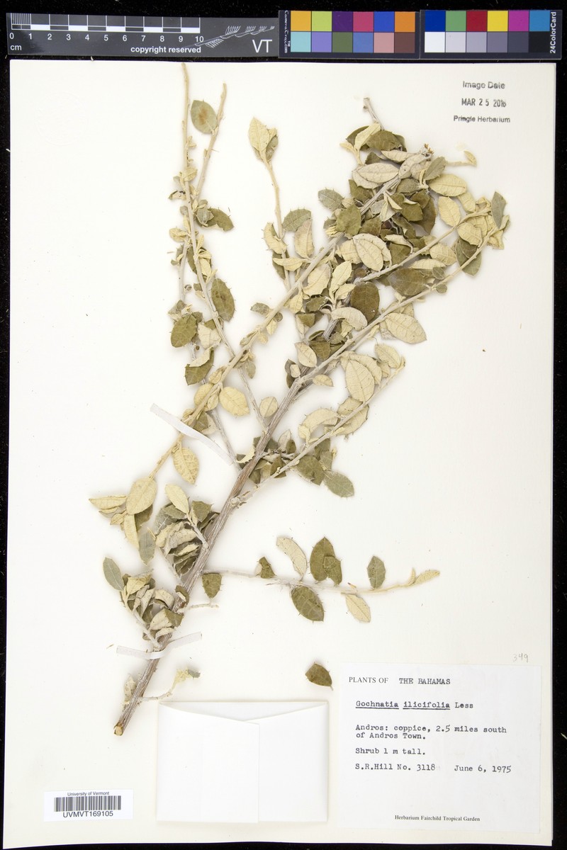 Anastraphia northropiana photo 3