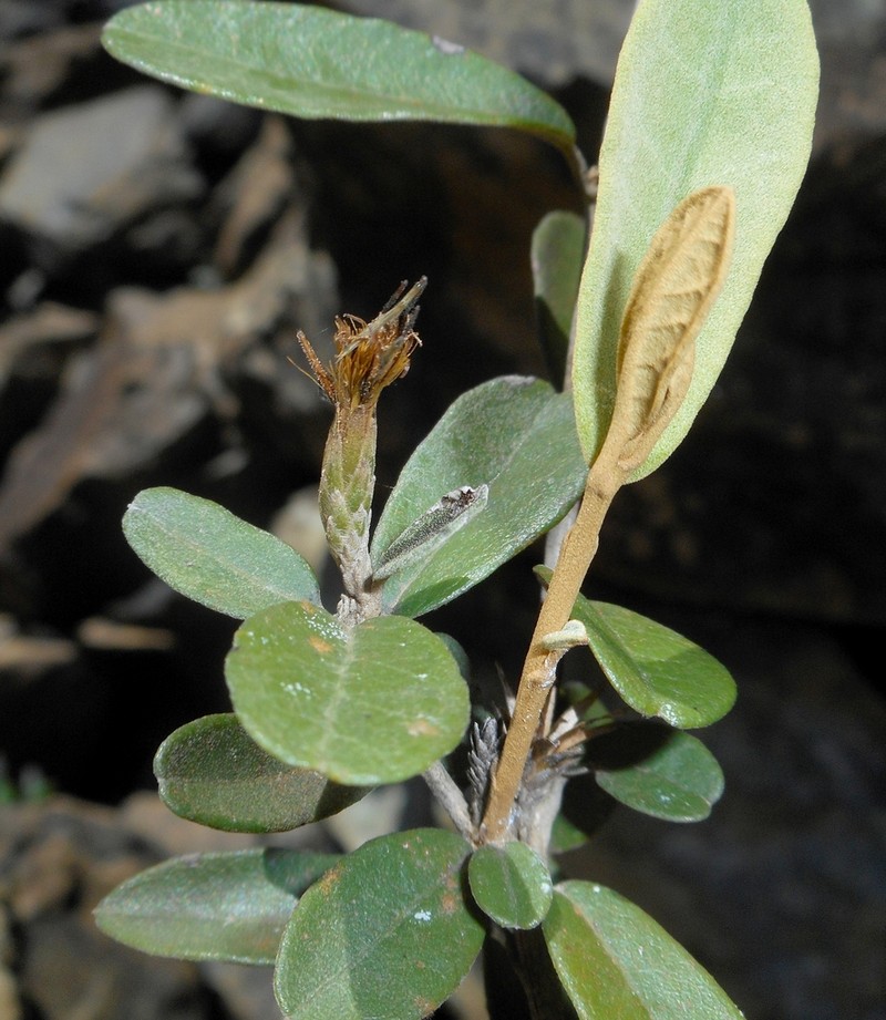 Anastraphia obtusifolia