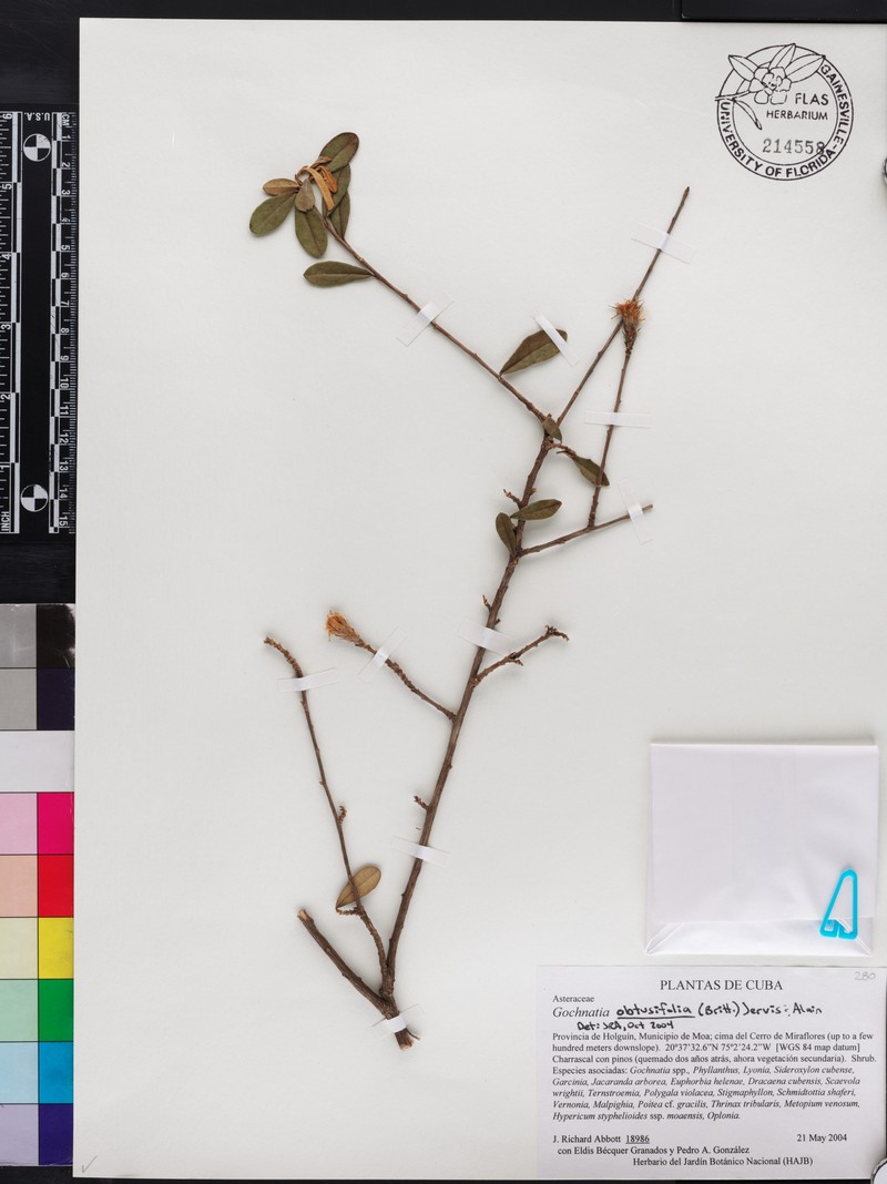 Anastraphia obtusifolia