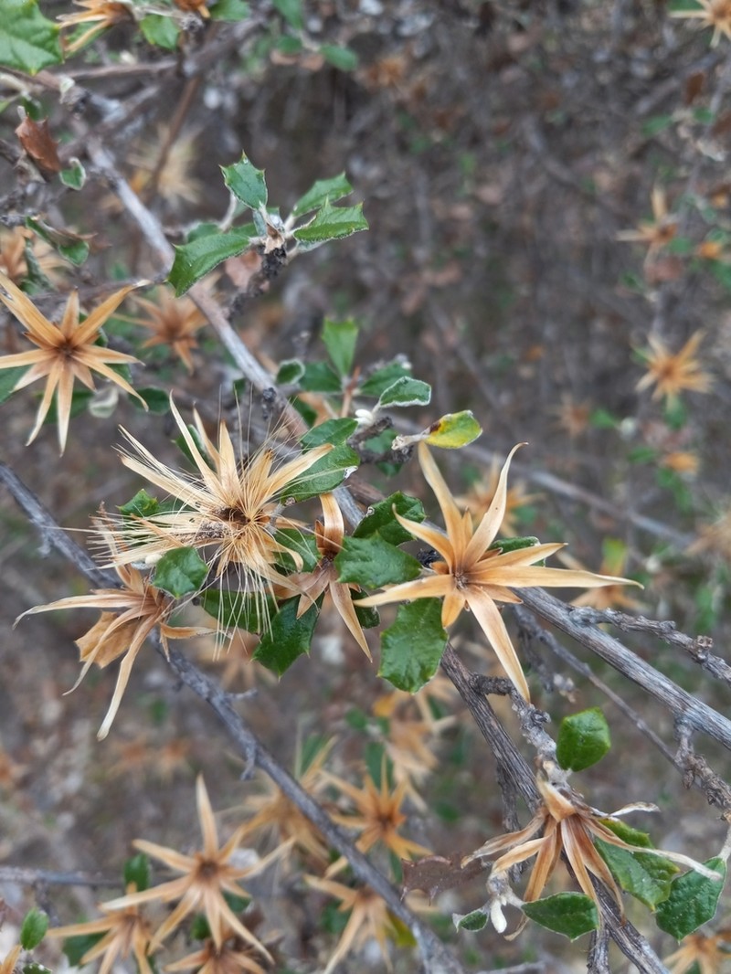 Anastraphia oligantha photo 2