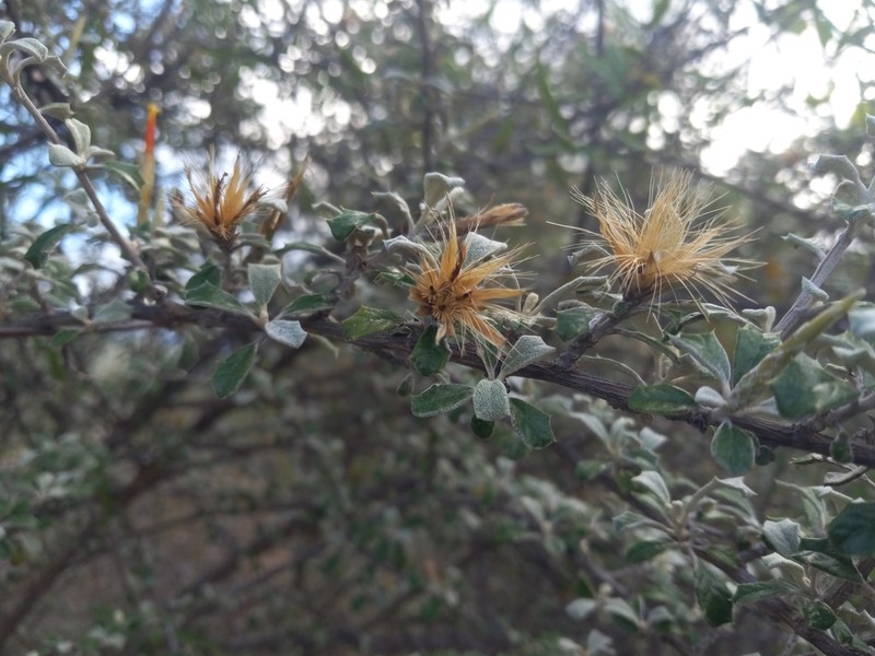 Anastraphia oligantha photo 3