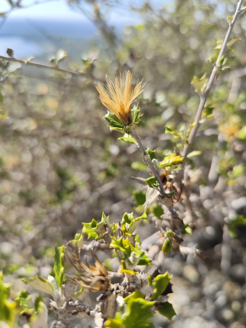 Anastraphia oligantha photo 4