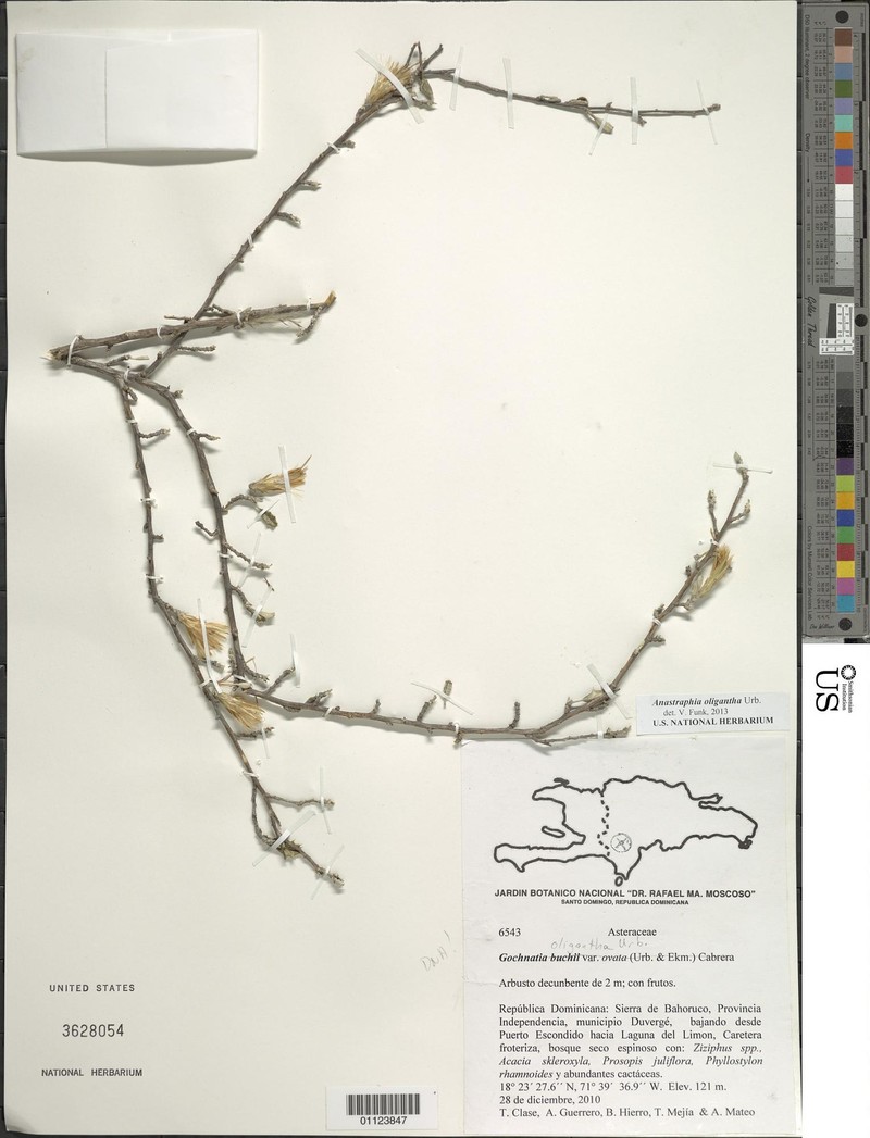 Anastraphia oligantha photo 5