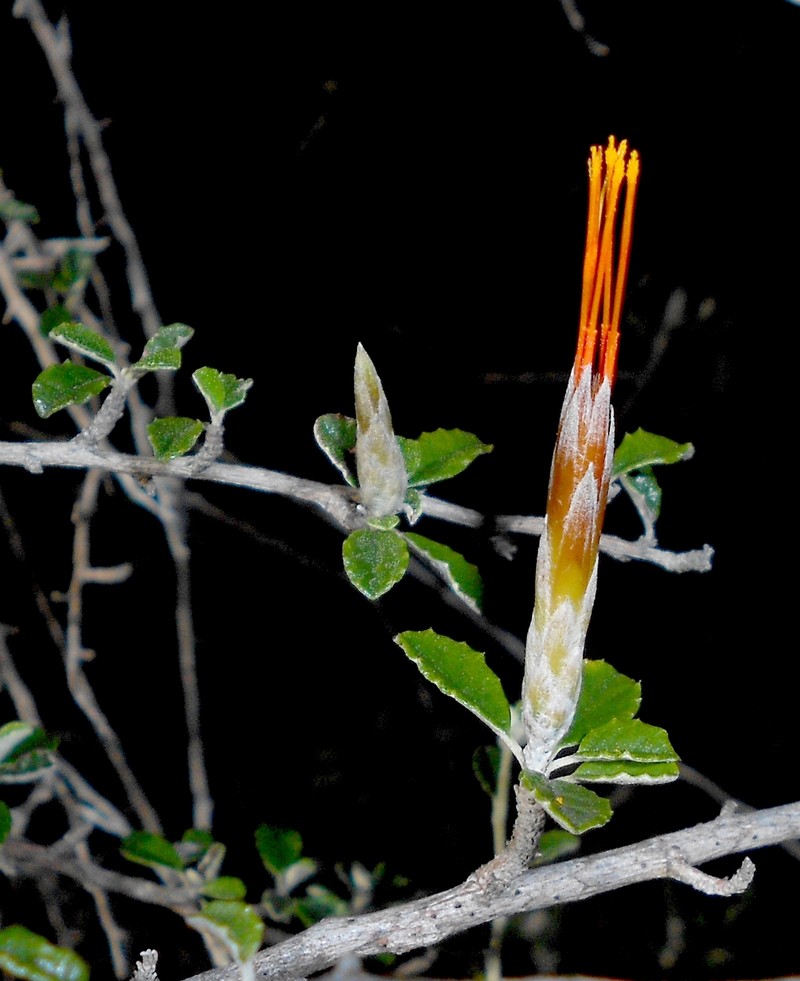 Anastraphia parvifolia photo 2