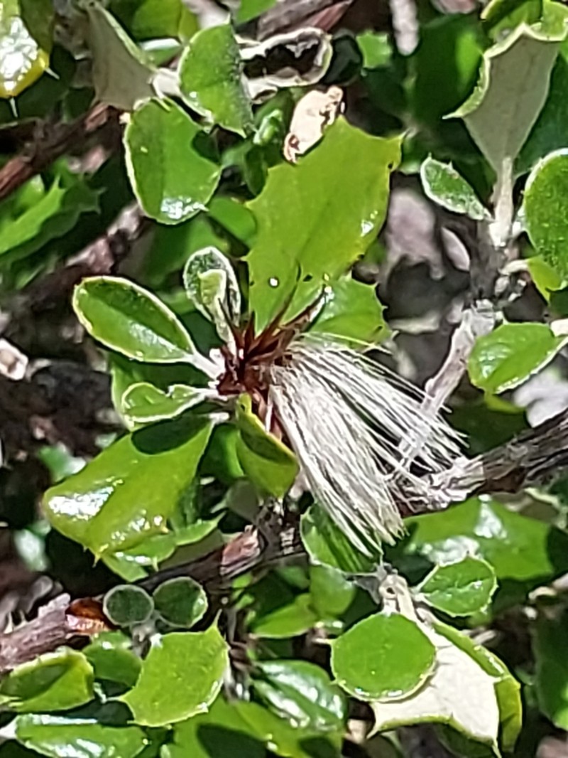 Anastraphia pauciflosculosa