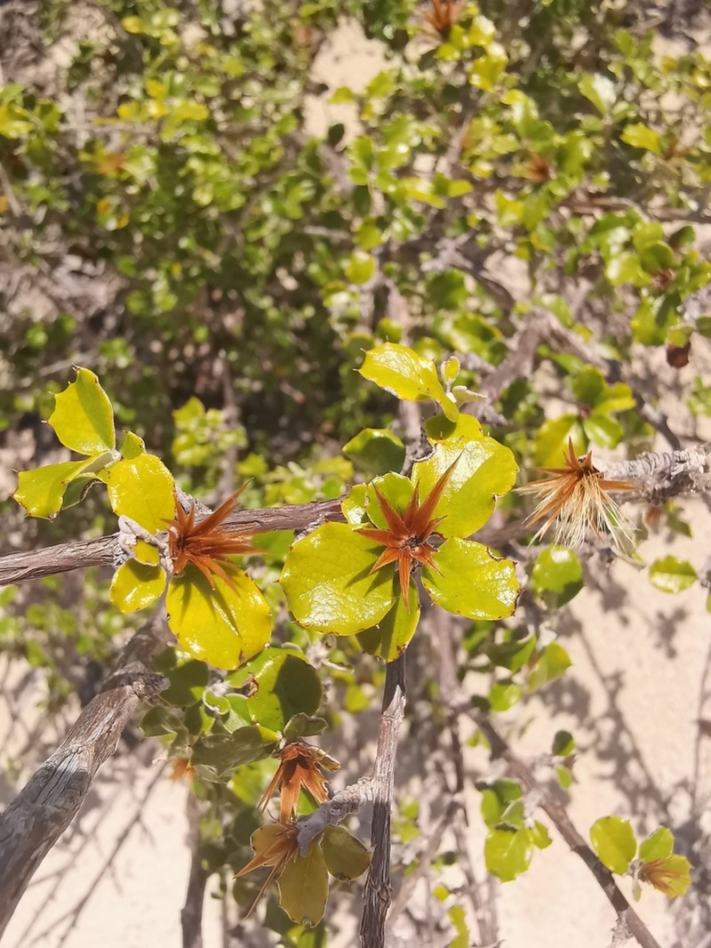 Anastraphia pauciflosculosa photo 2
