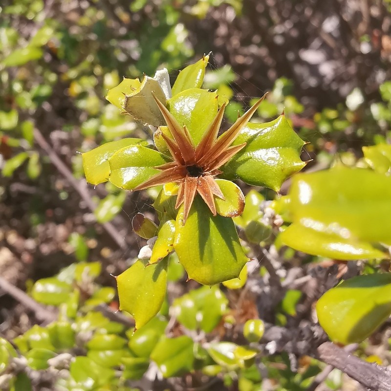 Anastraphia pauciflosculosa photo 3