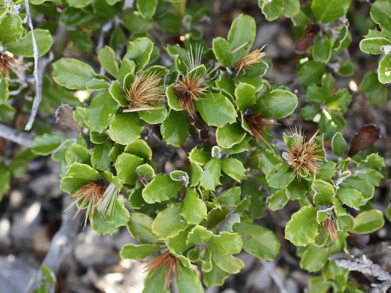 Anastraphia pauciflosculosa photo 4
