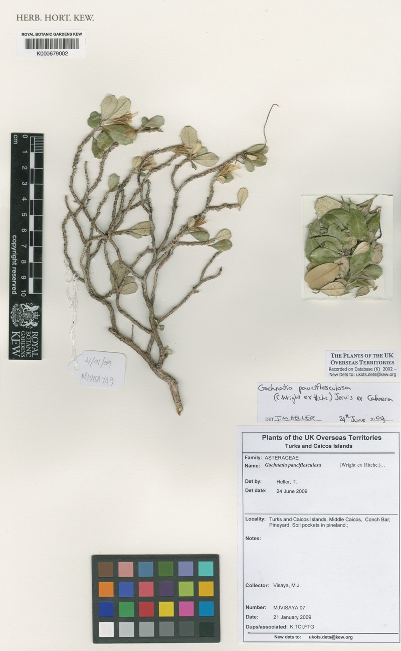 Anastraphia pauciflosculosa photo 5