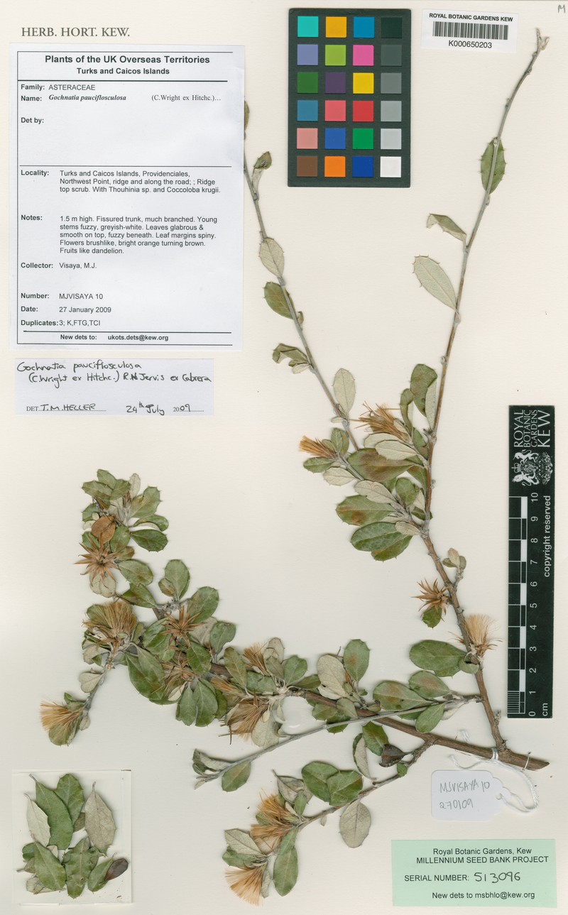 Anastraphia pauciflosculosa photo 6
