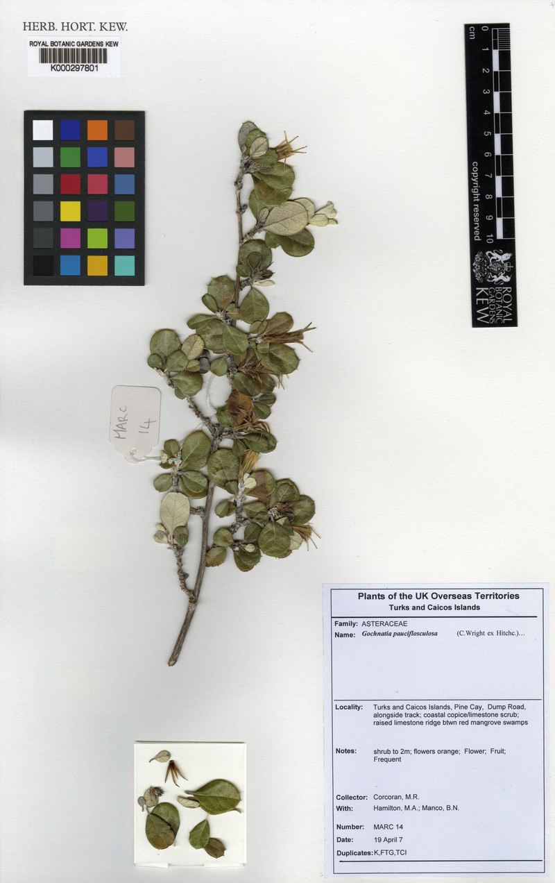 Anastraphia pauciflosculosa photo 7