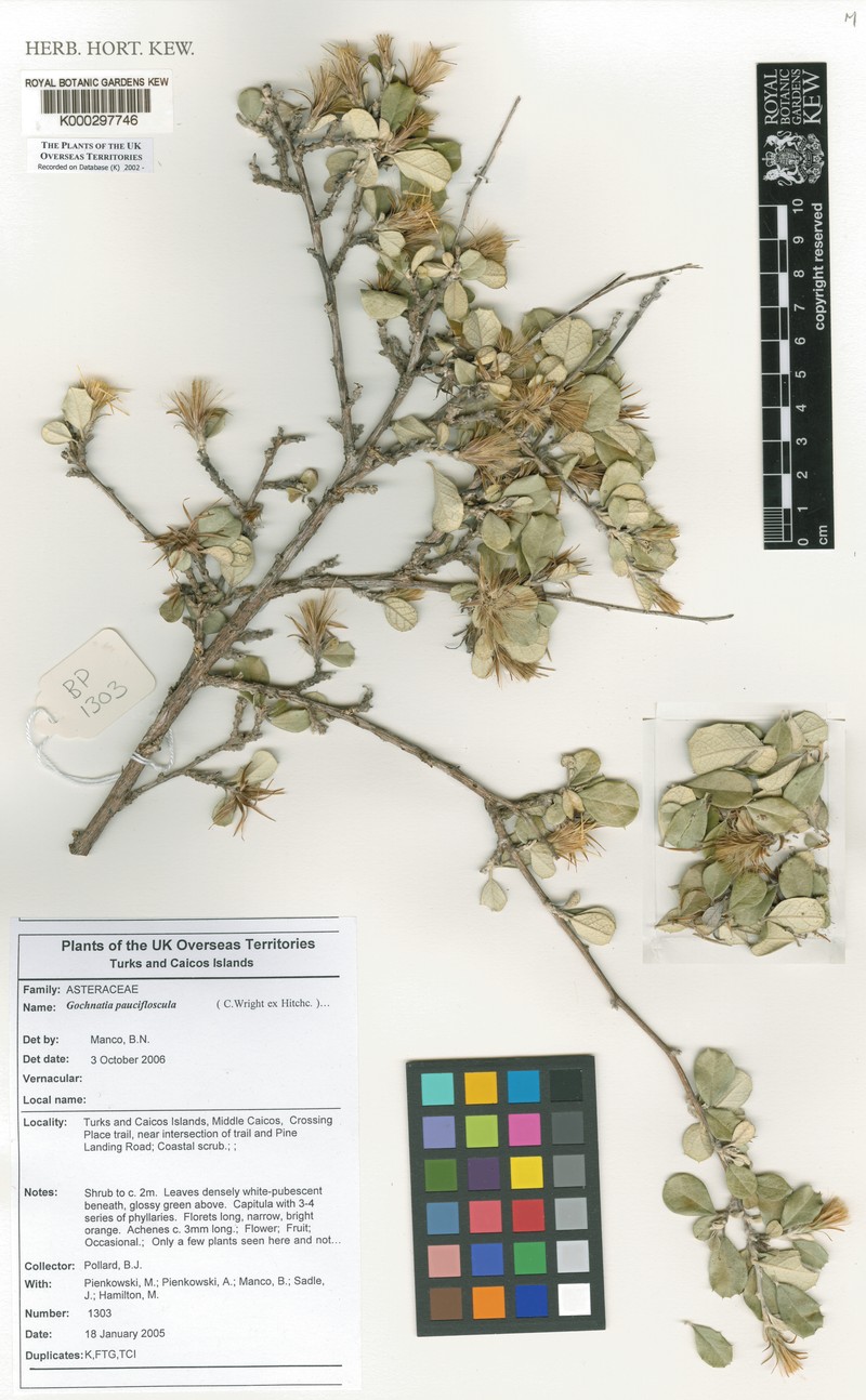 Anastraphia pauciflosculosa photo 8