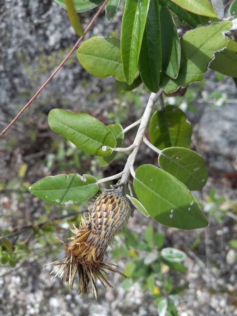 Anastraphia picardae photo 4