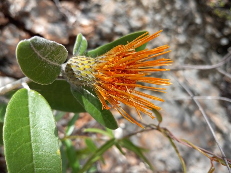 Anastraphia picardae photo 5