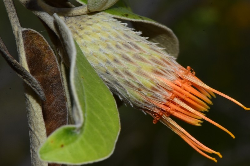 Anastraphia picardae photo 6