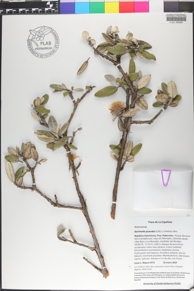 Anastraphia picardae
